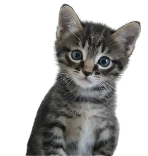 Image meme cat